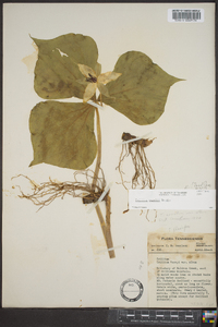 Trillium rugelii image