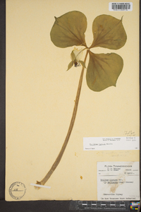 Trillium rugelii image