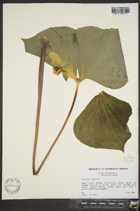 Trillium rugelii image