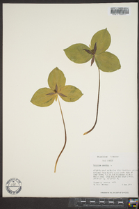 Trillium sessile image