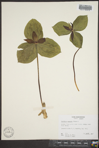 Trillium sessile image