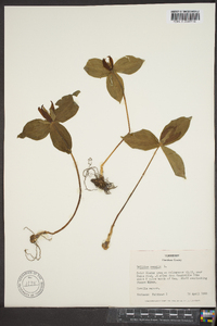 Trillium sessile image