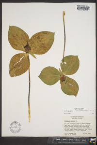 Trillium sessile image