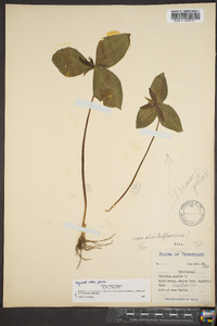 Trillium sessile image