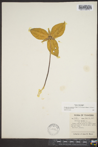 Trillium sessile image