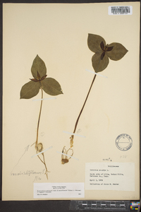 Trillium sessile image