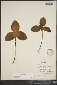 Trillium sessile image