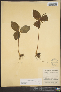 Trillium sessile image