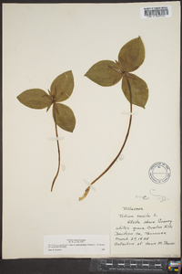 Trillium sessile image