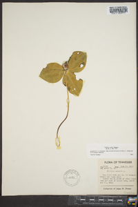 Trillium sessile image