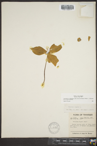 Trillium sessile image