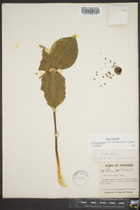 Trillium sessile image