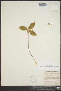 Trillium sessile image