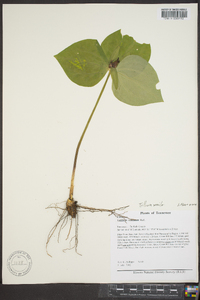 Trillium sessile image