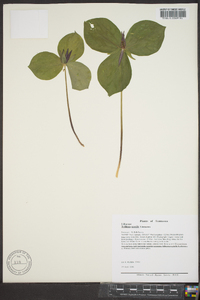 Trillium sessile image