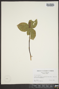 Trillium sessile image