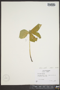 Trillium sessile image