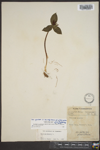 Trillium sessile image