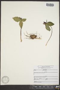 Trillium sessile image