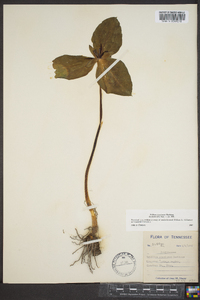 Trillium stamineum image