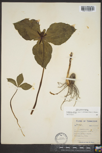 Trillium stamineum image