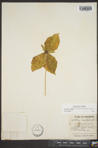 Trillium stamineum image