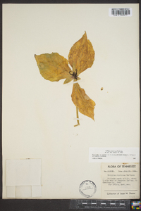 Trillium stamineum image