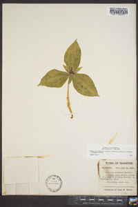 Trillium stamineum image