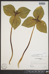 Trillium stamineum image