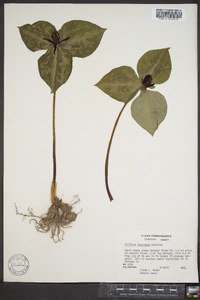 Trillium stamineum image