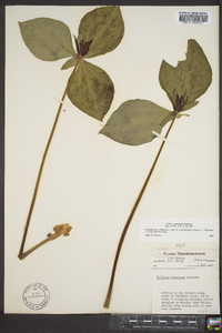 Trillium stamineum image