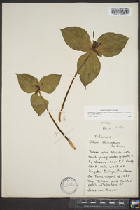 Trillium stamineum image