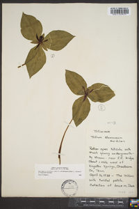 Trillium stamineum image