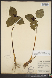 Trillium stamineum image