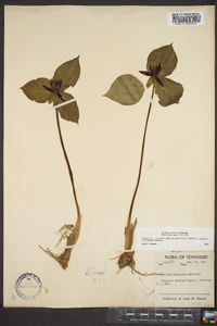 Trillium stamineum image