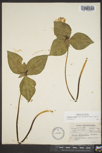 Trillium stamineum image