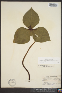 Trillium stamineum image