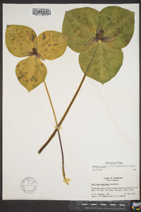 Trillium stamineum image