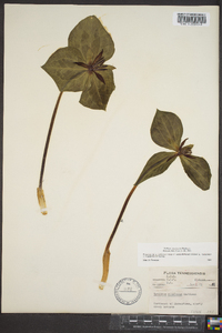 Trillium stamineum image