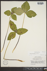 Trillium stamineum image