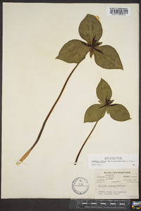 Trillium stamineum image