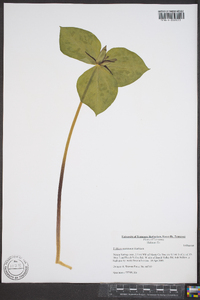 Trillium stamineum image