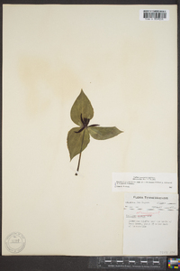 Trillium stamineum image