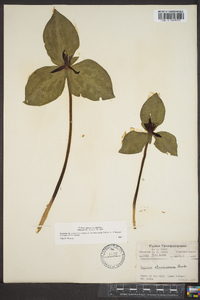 Trillium stamineum image