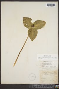 Trillium stamineum image