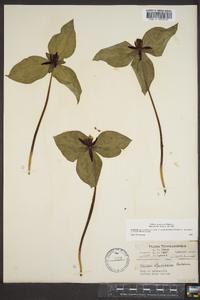 Trillium stamineum image