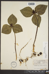 Trillium stamineum image