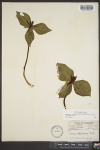 Trillium stamineum image