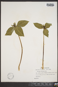 Trillium stamineum image