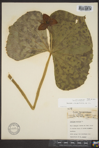 Trillium sulcatum image